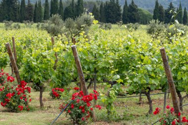 Güney Fransa 'nın Provence Alps Alpleri' nde şarap üretimi, Ju 'daki üzüm bağları Saint-Tropez kasabası yakınlarında taze yeşil üzümler, Cotes de Provence şarabı