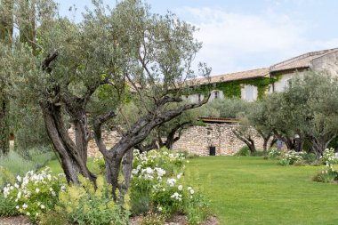 Alpilles bölgesinde yetişen zeytin ağaçları, Provence, Fransa. Yüksek kaliteli soğuk pres ekstra saf zeytinyağı üretimi.