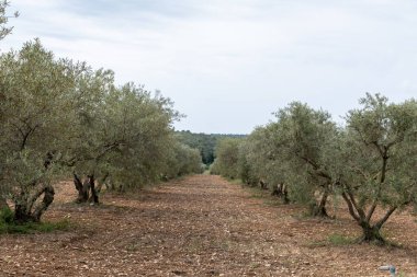 Güney Fransa 'nın Provence Alps Alpleri' nde şarap üretimi, Ju 'daki üzüm bağları Saint-Tropez kasabası yakınlarında taze yeşil üzümler, Cotes de Provence şarabı