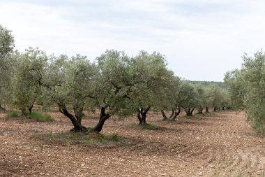 Güney Fransa 'nın Provence Alps Alpleri' nde şarap üretimi, Ju 'daki üzüm bağları Saint-Tropez kasabası yakınlarında taze yeşil üzümler, Cotes de Provence şarabı