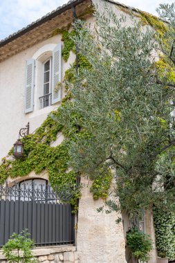 Alpilles bölgesinde yetişen zeytin ağaçları, Provence, Fransa. Yüksek kaliteli soğuk pres ekstra saf zeytinyağı üretimi.