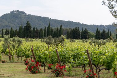 Cabrales, İspanya 'nın Asturias kentindeki kırsal süt çiftçileri tarafından üretilen mavi peynirdir. İneklerden sağılır veya keçi sütüyle karıştırılır. Picos de Europa dağları ve Covadonga Gölü ile karıştırılır.