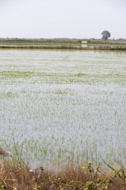 Camargue, Provence, Fransa 'da pirinç gevreği yetiştiriliyor. Mayıs ayında organik tarım arazilerinde pirinç bitkileri yetişiyor.