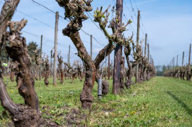 Hollanda 'nın Kuzey Brabant, Hollanda' daki şarap ve üzüm bağları, baharda büyüyen üzüm bitkileri üzerine tartışmalar