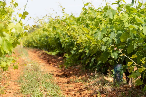 Fransız Kırmızı Kırmızı Şarap Üzümleri Sıra Sıra Costieres Nimes Aop — Stok fotoğraf