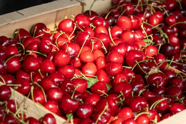 Nuova Stagione Frutta Matura Rossa Dolce Ciliegia Estiva Ciliegia Vendita — Foto Stock
