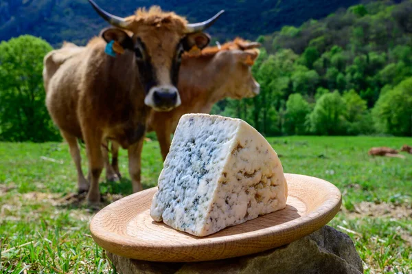 Cabrales Formaggio Blu Artigianale Prodotto Allevatori Rurali Delle Asturie Spagna — Foto Stock