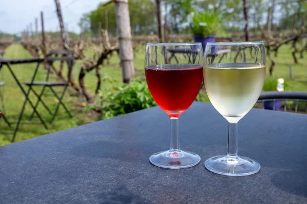Tasting White Rose Wine Dutch Winery Vineyard North Brabant Netherlands — Stock Photo, Image