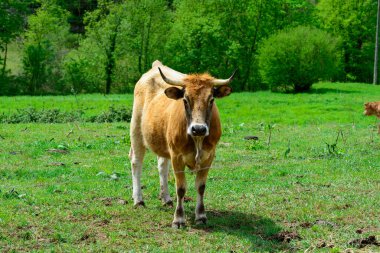 Kahverengi Asturian inekleri, yeşil çayır üzerinde küçük buzağıları olan sığırlar, Picos de Europe, Los Arenas, Asturias, İspanya, kapatın.