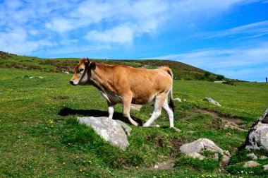 Kovadonga göllerinde otlayan Esmer Asturian inekleri, Picos de Europe, Asturias, İspanya.