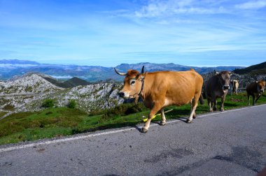 Kahverengi Asturian inekleri, inek sürüleri Avrupa dağlık yolundaki Picos de Europe, Los Arenas, Asturias, İspanya 'daki yeni otlaklara taşınır..