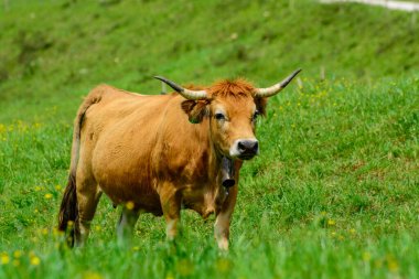 Kahverengi Asturian inekleri, yeşil çayır üzerinde küçük buzağıları olan sığırlar, Picos de Europe, Los Arenas, Asturias, İspanya, kapatın.