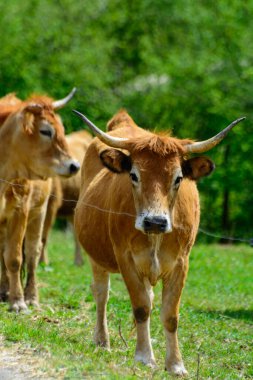 Kahverengi Asturian inekleri, yeşil çayır üzerinde küçük buzağıları olan sığırlar, Picos de Europe, Los Arenas, Asturias, İspanya, kapatın.