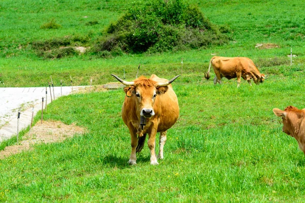 Brązowe Krowy Asturyjskie Zwierzęta Gospodarskie Cielętami Zielonych Pastwiskach Picos Europe — Zdjęcie stockowe
