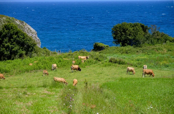 Vacas Castanhas Das Astúrias Pastando Pastagens Picos Europe Astúrias Espanha — Fotografia de Stock