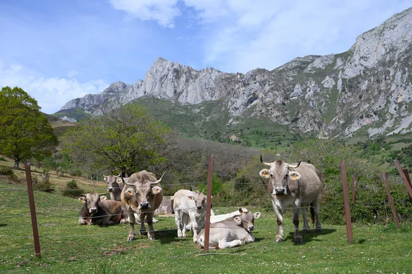 Vacas Cantábria Marrom Pastando Pastagens Liebana Valley Cantábria Espanha — Fotografia de Stock