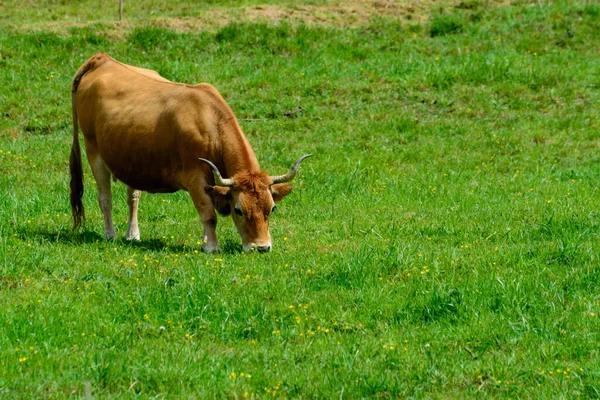 Brown Asturian cows, livestock with little calfs on green grass pasture, Picos de Europe, Los Arenas, Asturias, Spain, close up