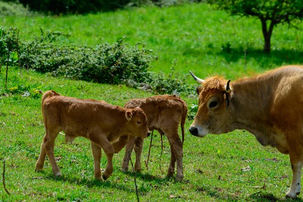 Brown Asturian cows, livestock with little calfs on green grass pasture, Picos de Europe, Los Arenas, Asturias, Spain, close up