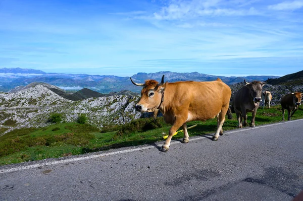 Brown Asturian cows, herd of cows is carried to  new pasture on mountain road, Picos de Europe, Los Arenas, Asturias, Spain.