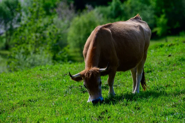 Vaches Asturiennes Brunes Pâturant Dans Les Pâturages Picos Europe Asturies — Photo