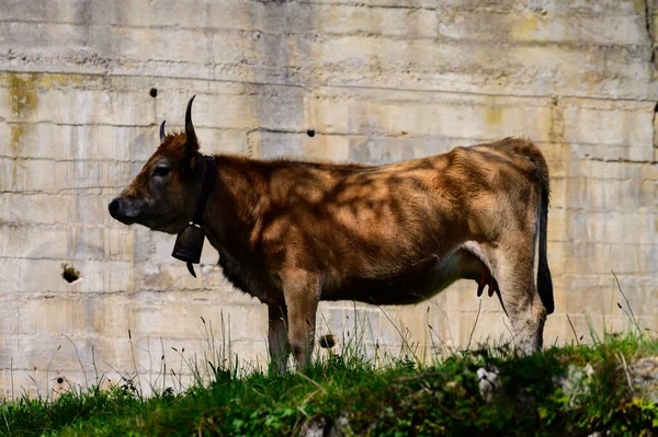 Brown Asturian Cows Grazing Pasture Picos Europe Asturias Spain — Stock Photo, Image