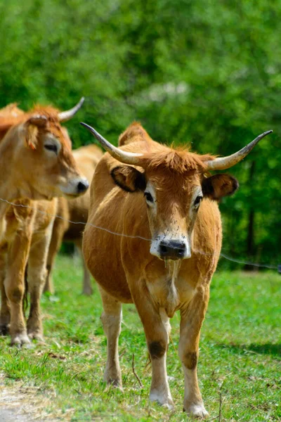 Vaches Asturiennes Brunes Bétail Avec Petits Veaux Sur Pâturage Herbe — Photo