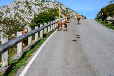 Kahverengi Asturian inekleri, inek sürüleri Avrupa dağlık yolundaki Picos de Europe, Los Arenas, Asturias, İspanya 'daki yeni otlaklara taşınır..