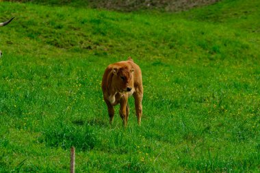 Kahverengi Asturian inekleri, yeşil çayır üzerinde küçük buzağıları olan sığırlar, Picos de Europe, Los Arenas, Asturias, İspanya, kapatın.