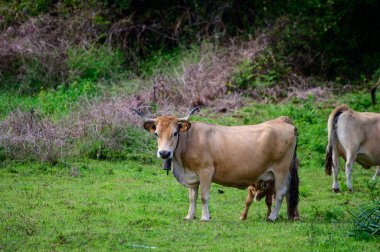 Otlakta otlayan kahverengi Asturian inekleri, Picos de Europe, Asturias, İspanya.