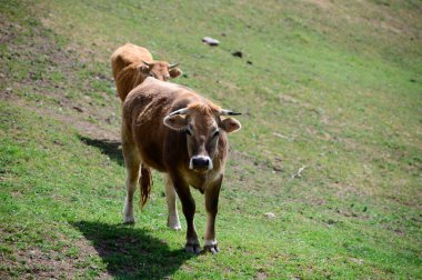 Kahverengi Cantabrian inekleri otluyor Liebana Vadisi, Cantabria, İspanya.