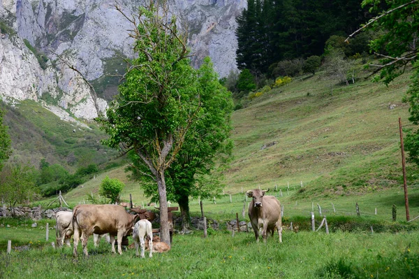 Brown Cantabrian Cows Grazing Pasture Liebana Valley Cantabria Spain — Stock Photo, Image
