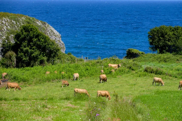 Vaches Asturiennes Brunes Pâturant Dans Les Pâturages Picos Europe Asturies — Photo
