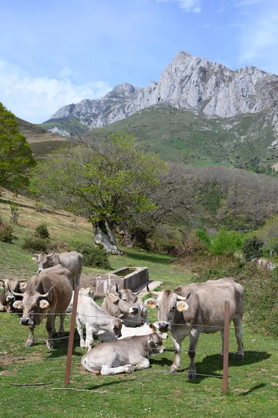 Vacas Cantábria Marrom Pastando Pastagens Liebana Valley Cantábria Espanha — Fotografia de Stock