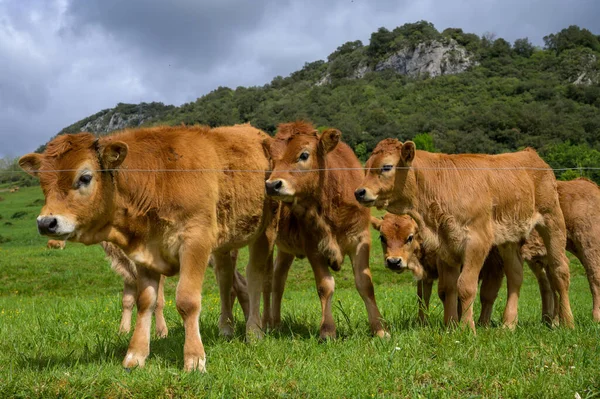 Kahverengi Asturian Inekleri Yeşil Çayır Üzerinde Küçük Buzağıları Olan Sığırlar — Stok fotoğraf