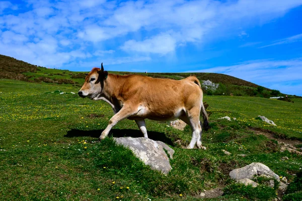 Asturyjskie Krowy Wypasane Jeziorach Covadonga Picos Europe Asturia Hiszpania — Zdjęcie stockowe
