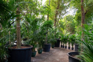 Farklı yeşil tropikal ve egzotik iç palmiyelerin ve Hollanda 'nın kuzeyindeki Westland kentindeki Glasshouse' da bitkilerin yetiştirilmesi. Flora endüstrisi.
