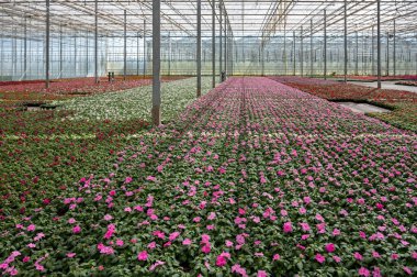 Hollanda 'da yetişen farklı yaz yatak bitkileri, begonya, petunya, genç ve çiçek açan bitkiler, dekoratif veya süs bahçesi bitkilerinin yetiştirilmesi