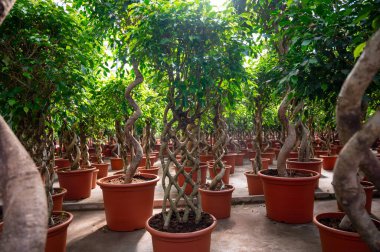 Farklı yeşil tropikal ve egzotik bitki bitkilerinin Westland, Kuzey Hollanda, Hollanda 'daki Glasshouse' da yetiştirilmesi. Flora endüstrisi.