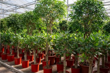 Farklı yeşil tropikal ve egzotik iç palmiyelerin ve Hollanda 'nın kuzeyindeki Westland kentindeki Glasshouse' da bitkilerin yetiştirilmesi. Flora endüstrisi.