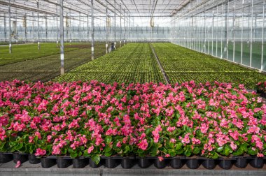 Hollanda 'da yetişen farklı yaz yatak bitkileri, begonya, petunya, genç ve çiçek açan bitkiler, dekoratif veya süs bahçesi bitkilerinin yetiştirilmesi