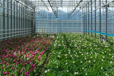 Hollanda, Hollanda 'daki serada yetişen zerdeçal, Curcuma longa zencefil familyasının çiçekleri, dekoratif veya süs çiçekleri