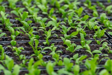 Westland, Kuzey Hollanda, Hollanda 'daki cam evde farklı eğreltiotu yetiştirilmiş. Flora endüstrisi,