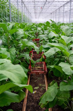 Hollanda organik serası sıralı patlıcan bitkileriyle olgun mor sebzeler ve mor çiçeklerle Hollanda 'da tarım