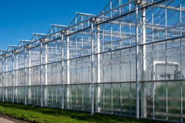 Tüm mevsimler taze sebzeler, meyveler ve çiçekler, Hollanda 'da tarım, Westland' da büyük modern seralar, dış görünüş