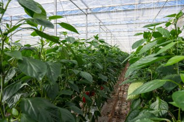 Büyük olgun çan biberleri, cam serada yetişen kırmızı biber bitkileri, Hollanda 'da biyolojik çiftçilik.