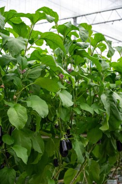 Hollanda organik serası sıralı patlıcan bitkileriyle olgun mor sebzeler ve mor çiçeklerle Hollanda 'da tarım