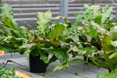 Westland, Kuzey Hollanda, Hollanda 'daki cam evde farklı eğreltiotu yetiştirilmiş. Flora endüstrisi,