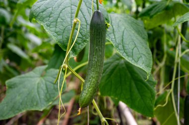 Genç yeşil salatalık sebzeleri yeşil evdeki salatalık bitkilerine asılıyor, Hollanda 'da tarım yapılıyor.