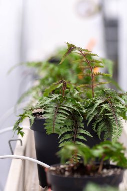 Westland, Kuzey Hollanda, Hollanda 'daki cam evde farklı eğreltiotu yetiştirilmiş. Flora endüstrisi,