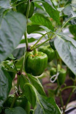 Büyük olgun çan biberleri, cam serada yetişen yeşil kırmızı biber bitkileri, Hollanda 'da biyolojik çiftçilik.